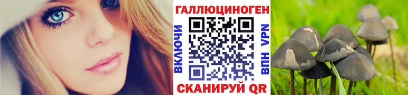 Купить  Котовск  Псилоцибиновые грибы Cubensis 
